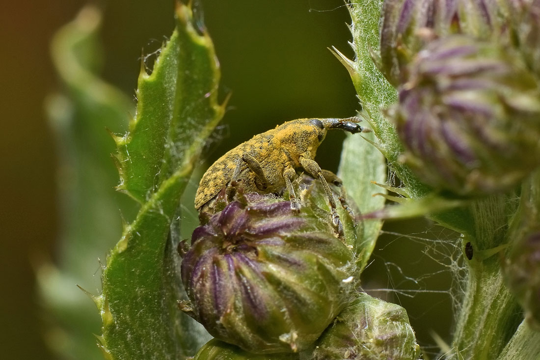 Curculionidae:  Larinus cynarae?  No,  Larinus carlinae